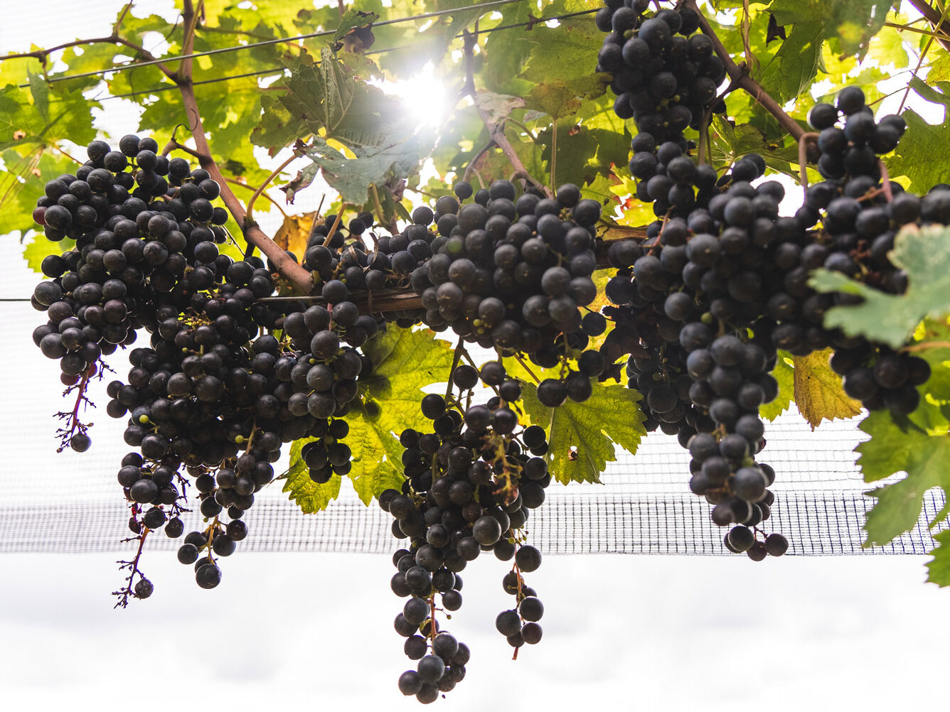Fumagalli Vini Fumagalli Vini