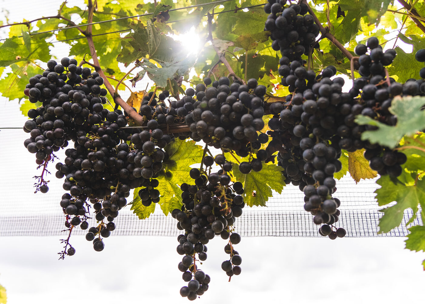 Fumagalli Vini Fumagalli Vini