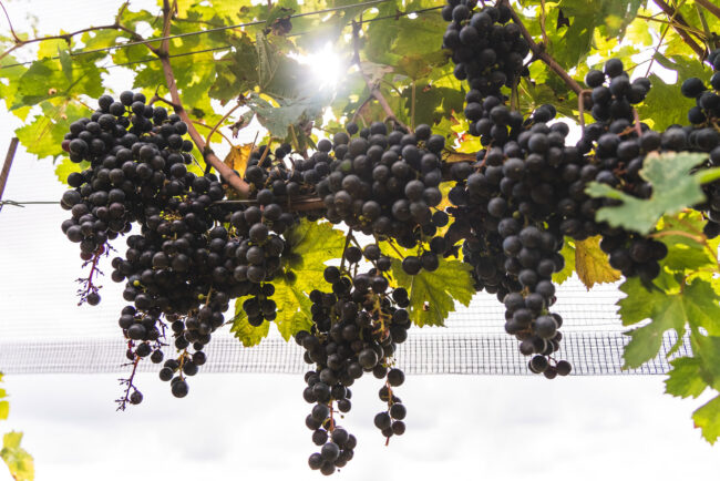 Fumagalli Vini Fumagalli Vini