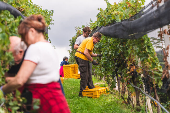 Fumagalli Vini Fumagalli Vini